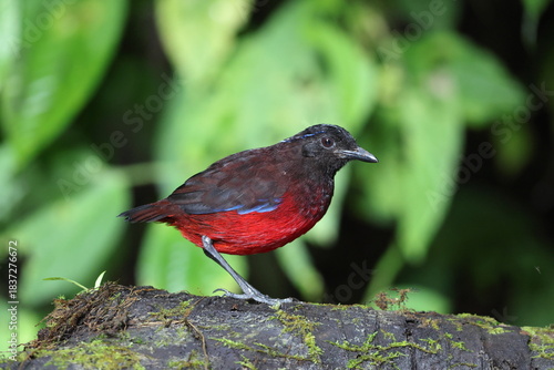 The graceful pitta (Erythropitta venusta) in Sumatra, Indonesia.