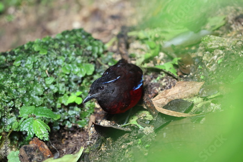The graceful pitta (Erythropitta venusta) in Sumatra, Indonesia.