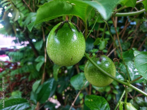 Green passion fruit (Passiflora edulis) in a tropical garden