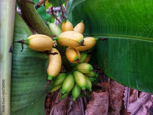 Tropical banana cluster growing on lush green banana plant