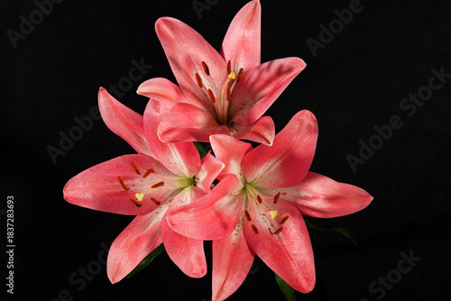 Beautiful orange lily flower, closeup.