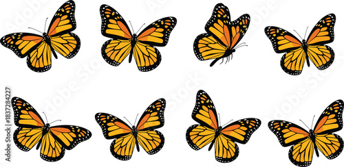 Vector illustration set of flying monarch butterflies in various wing positions, perfect for nature designs, spring themes, and decoration projects.