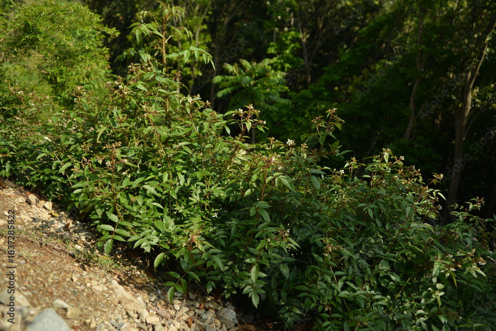 Fototapeta premium Rubus sorbifolius shrub with reddish glandular hairs curved thorns pinnate compound leaves and hollow red drupelet fruits in wild Korean habitat