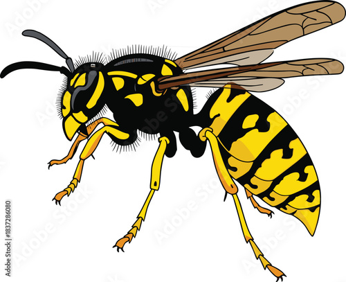 Detailed realistic wasp illustration showcasing yellow and black body patterns, wings, and anatomy—perfect for education, science graphics, and insect studies.Print