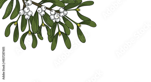 Festive christmas illustration of a mistletoe branch with green leaves and white berries creating a border on white background.