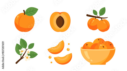 Set of apricot fruit illustrations