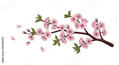 Beautiful illustration of a blooming pink cherry blossom or sakura branch with falling petals isolated on a white background.
