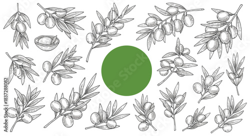Set of vintage olive branch illustrations in a detailed black and white engraving style with a central green circle for text.