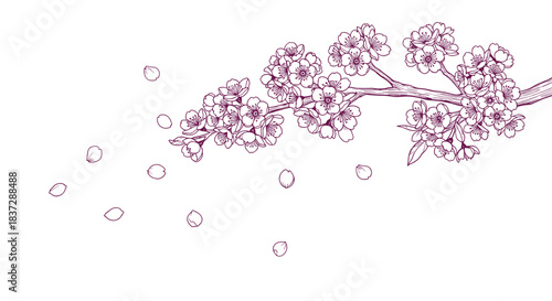 Elegant sketch of a blooming sakura cherry blossom branch with delicate pink petals falling through the air on a white background.