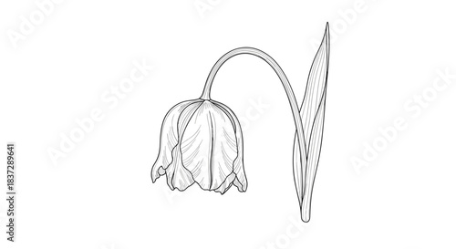 Elegant black and white line art illustration of a single drooping fritillaria flower isolated on a clean white background.