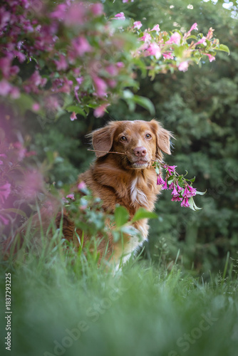 Dog holding a pink flower in it's mouth. Purebreed dog - nova scotia duck tolling retriever on a green background. Spring photo