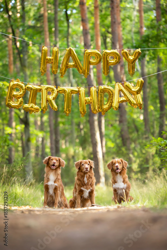 Three cute dogs sitting under Happy Birthday sign. Birthday card and celebration
