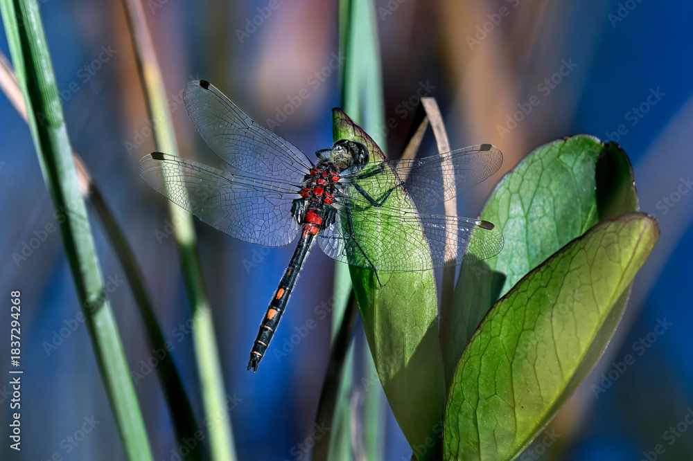 Fototapeta premium White-faced darter