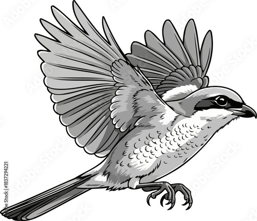 masked hunters dance precision flight of the agile butcher bird, isolated on transparent background