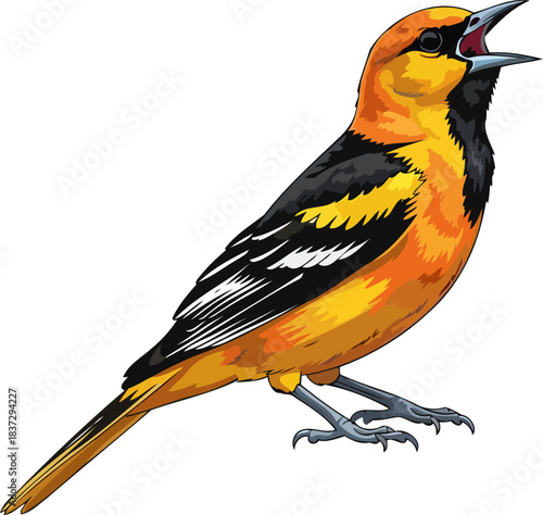 harmonic splendor the orioles bright call illuminates the wilds symphony, isolated on transparent background