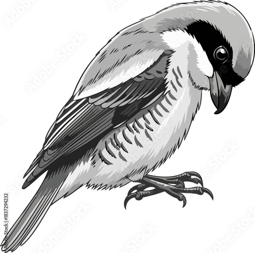 gray shrikes intent a study in avian acuity and predatory grace, isolated on transparent background