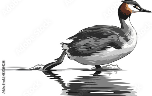 lake jewels sprint the great crested grebes dynamic water ballet, isolated on transparent background