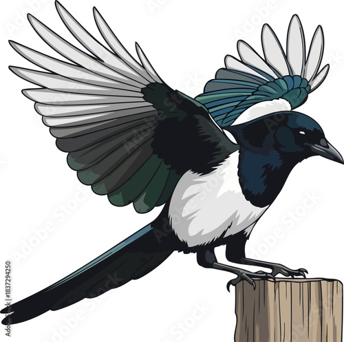 monochromatic majesty a magpies clever ascent, wings unfurling with purpose, isolated on transparent background