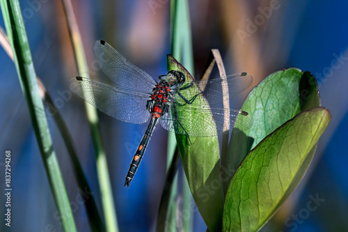 White-faced darter