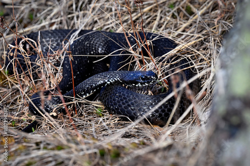Grass snake basking in bush and is ready to shed the old skin