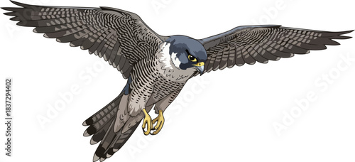 unleashed velocity the peregrines focused flight, a emblem of mastery, isolated on transparent background