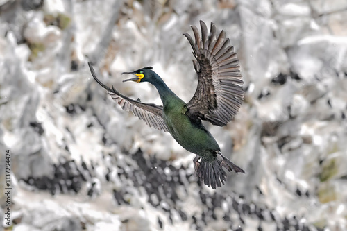 European shag