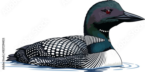 wilderness echo the common loons iconic presence on pristine waters, isolated on transparent background