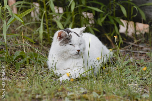 white cat on grass