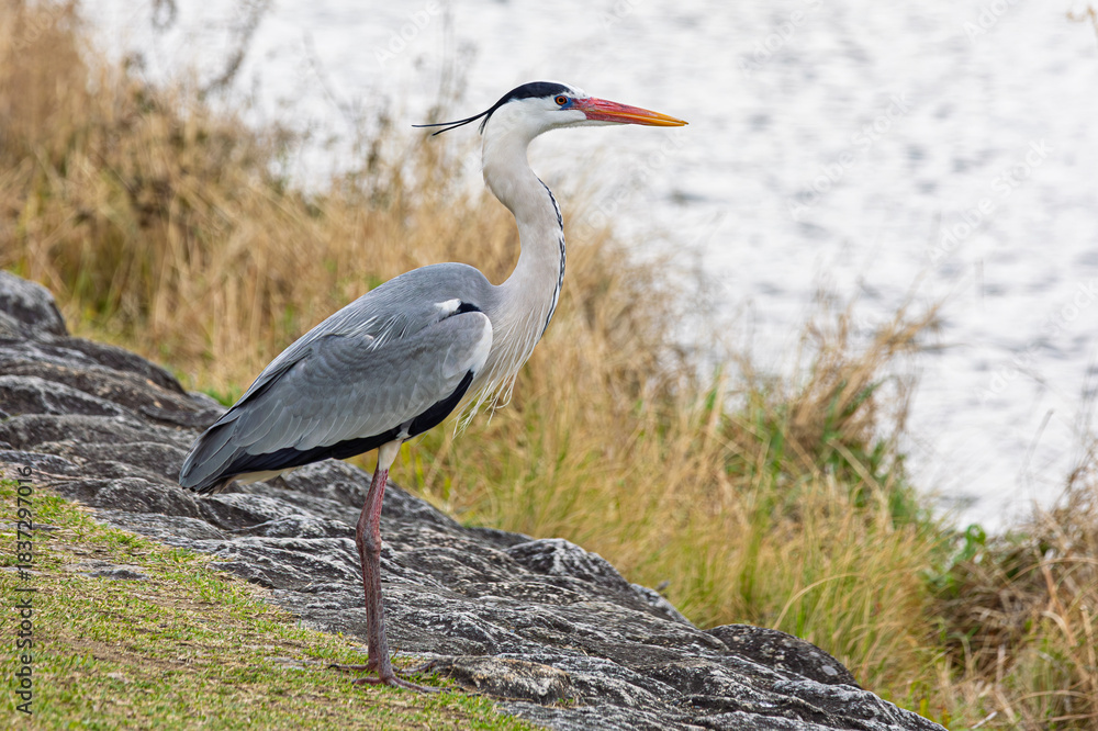 Obraz premium Gray heron along riverside downtown Kyoto in Japan