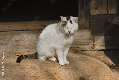 A white cat on the doorstep