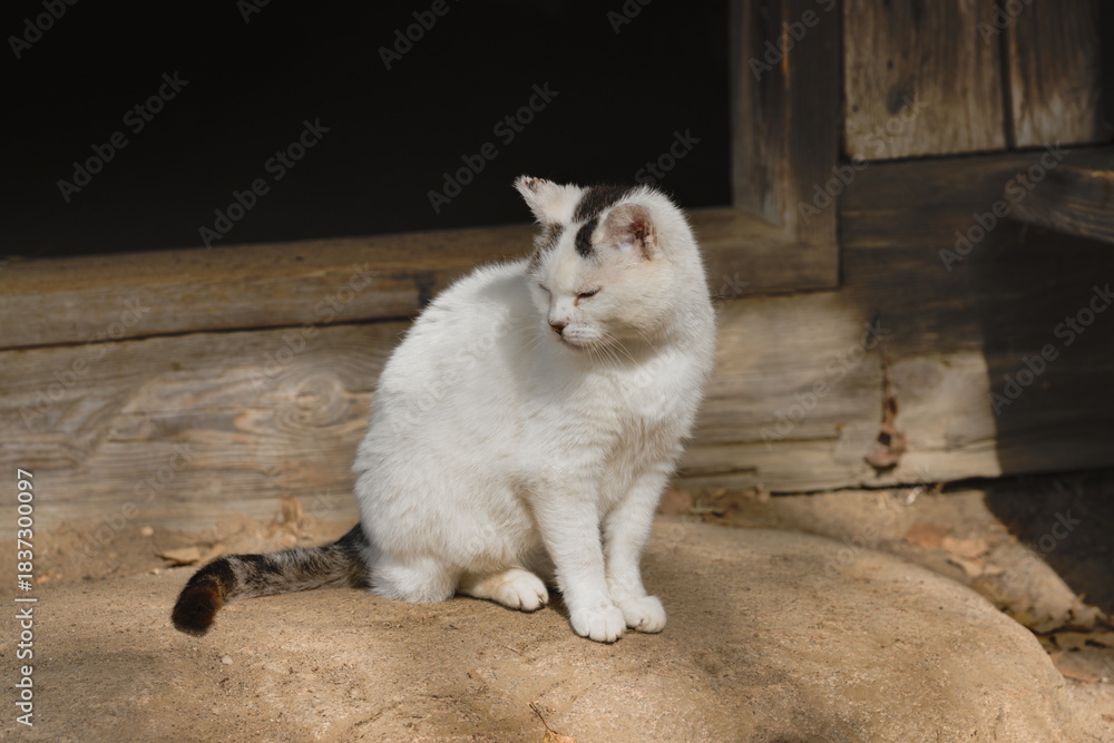 Fototapeta premium A white cat on the doorstep
