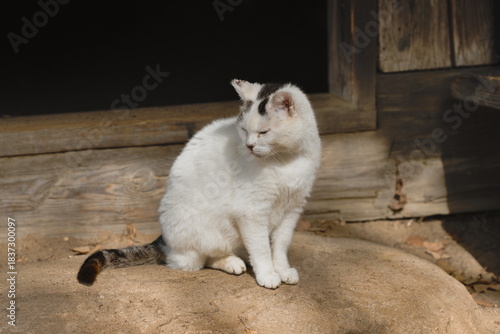 A white cat on the doorstep