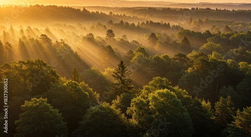 Golden sunbeams pierce through morning mist covering a vast expanse of dense forest canopy.