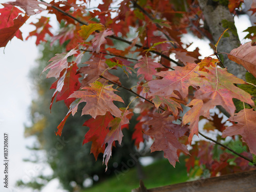 The beautiful colors of autumn in a park in La Spezia Italy