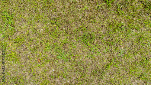 Green grass and damage dry grass texture background with lawn bald spots