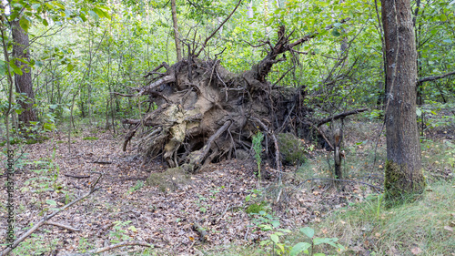 Fallen tree with exposed root plate. Forest scene with fallen tree roots. Concept of storm aftermath, natural power.