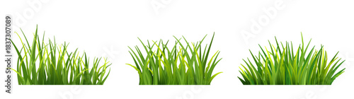 Long green grass isolated. Spring meadow vegetation for landscape design, garden decoration, ecological concept and outdoor illustrations PNG
