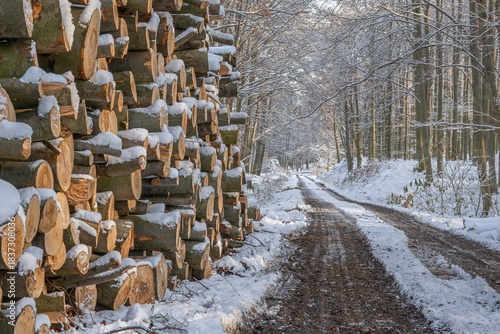  Snow-covered pile of beech logs by the forest road. Hostyn Mountains. Czech Republic. 