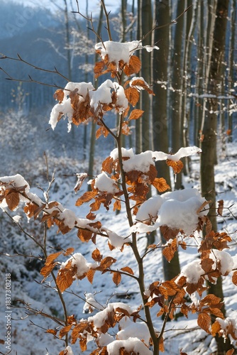 Snow-covered young beech. Hostyn mountains. Czech Republic.