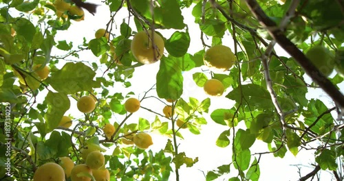 Breeze is making lemons sway as camera is panning, tilting under canopy revealing heavy yield
