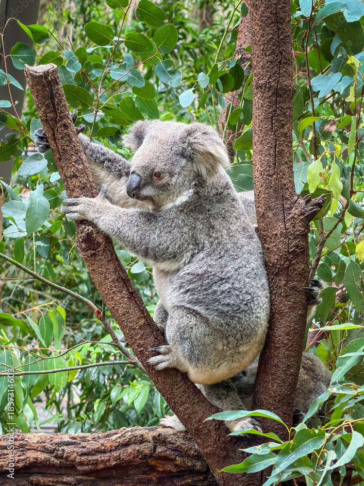 Fototapeta premium Koala sitting in a tree