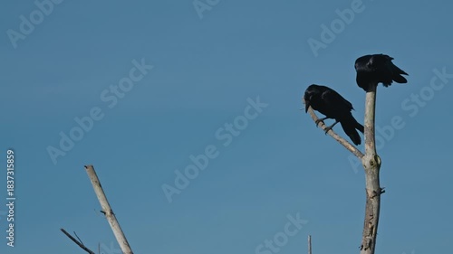 Two Crows Preening on a Bare Tree Against a Clear Sky