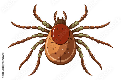 High-quality illustration of a tick insect with realistic detail and color. This vector graphic shows the tick’s body structure, legs, and texture, perfect for educational, scientific, and medical pur