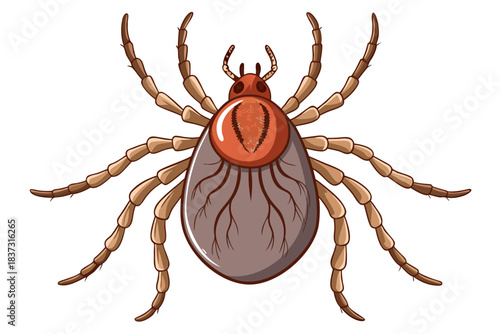 High-quality illustration of a tick insect with realistic detail and color. This vector graphic shows the tick’s body structure, legs, and texture, perfect for educational, scientific, and medical pur