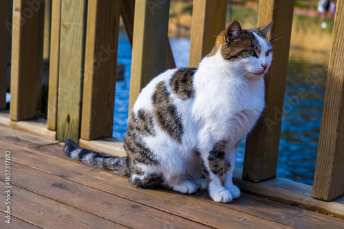 Relaxed tabby cat enjoying the sun on a wooden dock