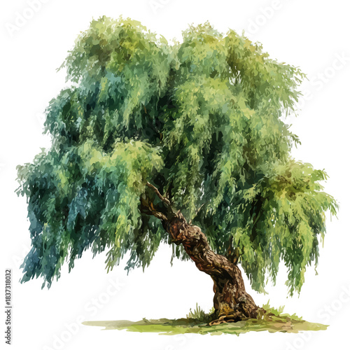 Weeping Willow Tree, watercolor illustration, vector style, isolated on a white background.