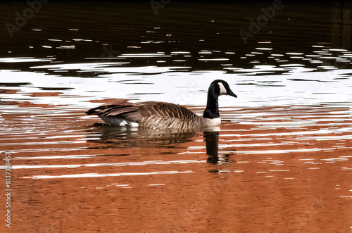 solo canada goose on the water with vivid colorful reflections