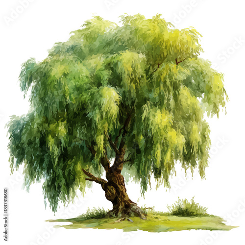 Watercolor vector illustration of Willow Tree, isolated on white background.