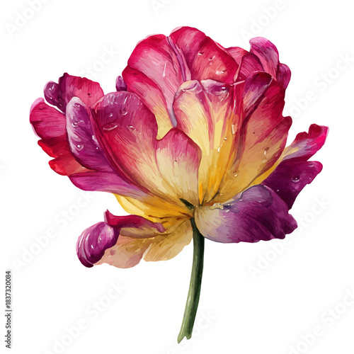 Watercolor painting of Tulip, vector illustration, isolated on white background.