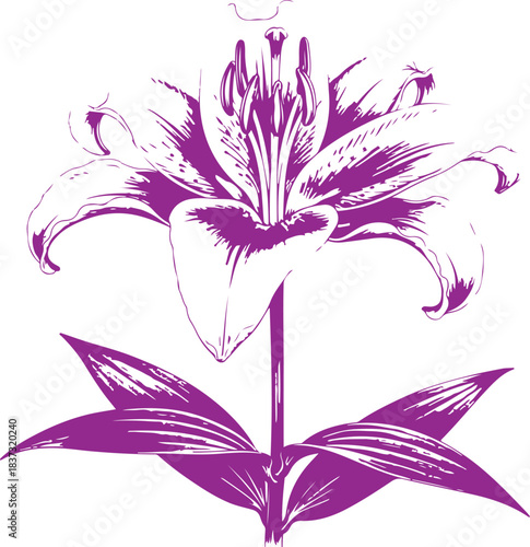 Purple lily flower line art vector Illustration